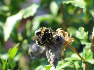 bumblebee 5
